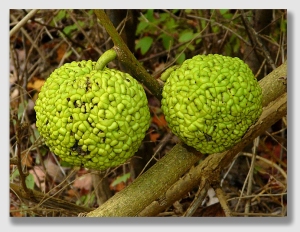 Osage oranges ... the very definition of 
